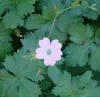 geranium-oxonianum-heirloom-seedling